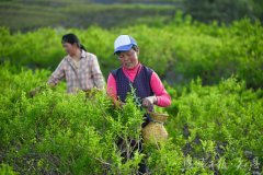 ”这个成果点燃了他生：让藤茶走出大山